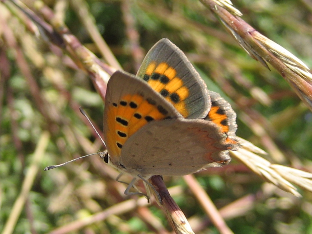 Lycaena Phlaeas ?